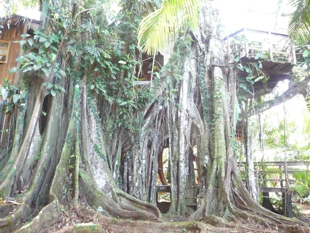 Topos Tree House Кауита Экстерьер фото
